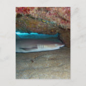 Whitetip Ref Shark 2 Briefkaart (Voorkant)