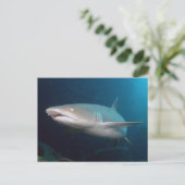 Whitetip Ref Shark Briefkaart (Staand voorkant)
