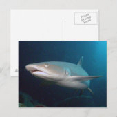 Whitetip Ref Shark Briefkaart (Voorkant / Achterkant)