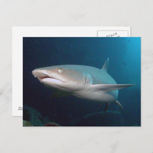 Whitetip Ref Shark Briefkaart (Voorkant / Achterkant)