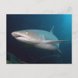 Whitetip Ref Shark Briefkaart