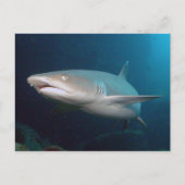 Whitetip Ref Shark Briefkaart (Voorkant)