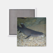 Whitetip Ref Shark Magneet (Voorkant / Achterkant)