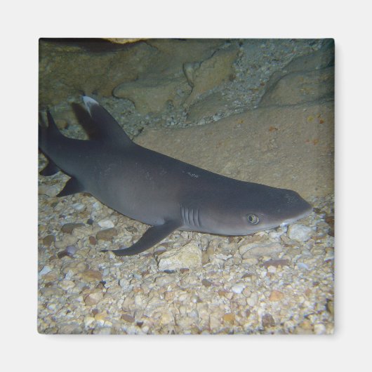 Whitetip Ref Shark Magneet (Voorkant)