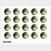 Whooper Swan Sticker (Vel)