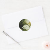 Whooper Swan Sticker (Envelop)