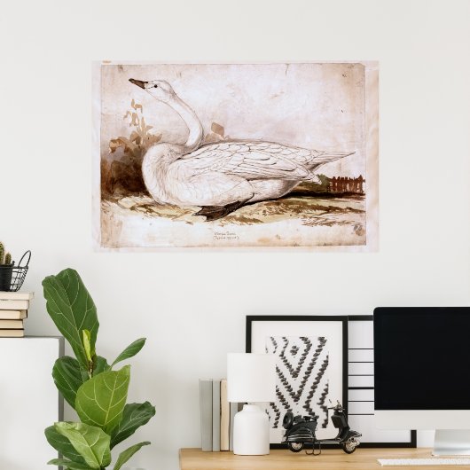 Whooper zwaan (cygnus cygnus) 1835, Lear, Edward Poster (Thuiskantoor)