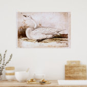 Whooper zwaan (cygnus cygnus) 1835, Lear, Edward Poster (Keuken)