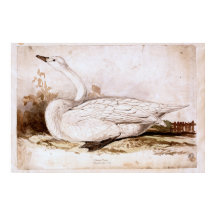 Whooper zwaan (cygnus cygnus) 1835, Lear, Edward