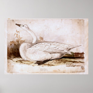 Whooper zwaan (cygnus cygnus) 1835, Lear, Edward Poster