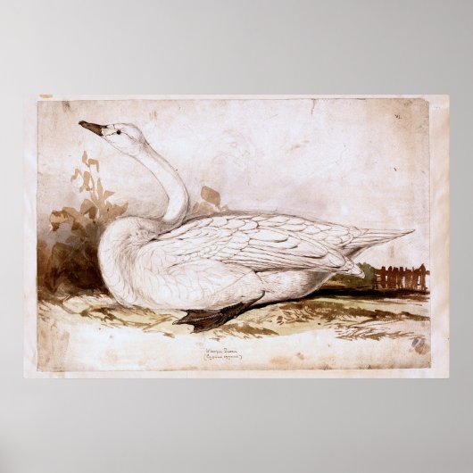Whooper zwaan (cygnus cygnus) 1835, Lear, Edward Poster (Voorkant)