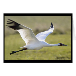 Whooping Crane (Grus americana)