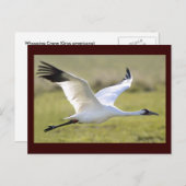 Whooping Crane (Grus americana) Briefkaart (Voorkant / Achterkant)