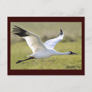 Whooping Crane (Grus americana) Briefkaart