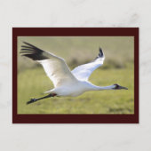 Whooping Crane (Grus americana) Briefkaart (Voorkant)