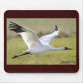 Whooping Crane (Grus americana) Muismat (Voorkant)