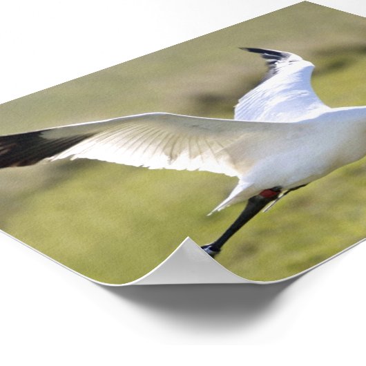 Whooping Crane (Grus americana) Poster (Hoek)