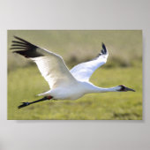 Whooping Crane (Grus americana) Poster (Voorkant)