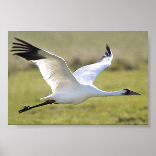 Whooping Crane (Grus americana) Poster (Voorkant)