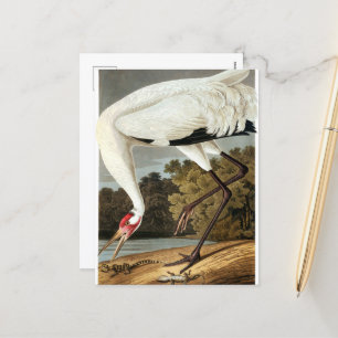 Whooping Crane van John James Audubon Feestdagenkaart