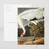 Whooping Crane van John James Audubon Feestdagenkaart (Voorkant / Achterkant)