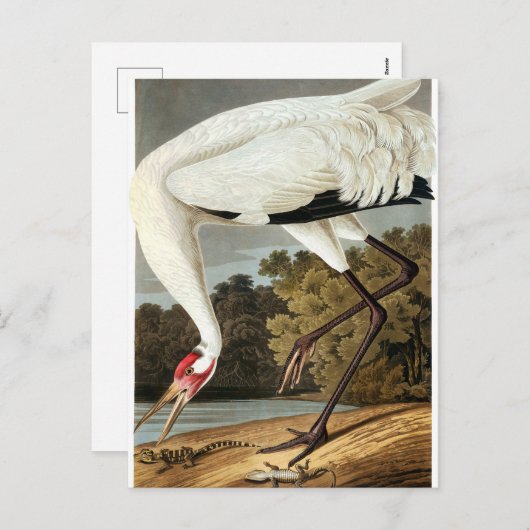 Whooping Crane van John James Audubon Feestdagenkaart (Voorkant / Achterkant)