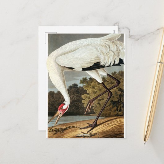 Whooping Crane van John James Audubon Feestdagenkaart (Voorkant / Achterkant in situ)