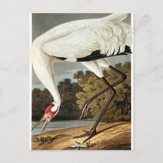 Whooping Crane van John James Audubon Feestdagenkaart (Voorkant)