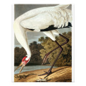 Whooping Crane van John James Audubon Foto Afdruk (Voorkant)