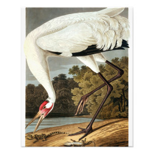 Whooping Crane van John James Audubon Foto Afdruk