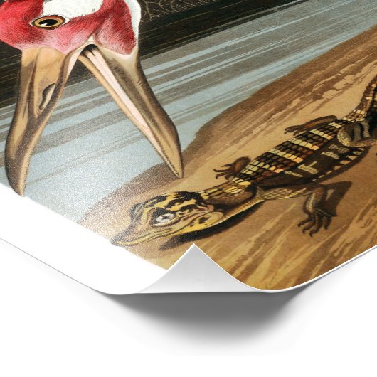 Whooping Crane van John James Audubon Foto Afdruk (Hoek)