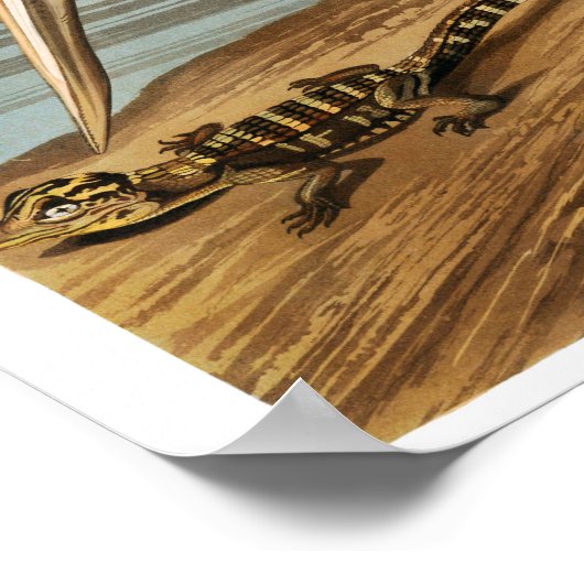 Whooping Crane van John James Audubon Poster (Hoek)