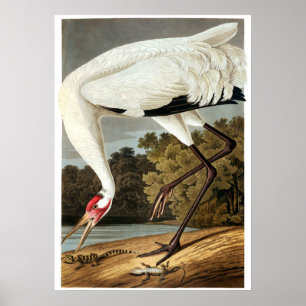 Whooping Crane van John James Audubon Poster