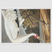 Whooping Crane van John James Audubon Tissuepapier (Voorkant)