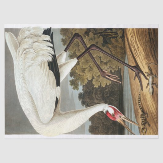 Whooping Crane van John James Audubon Tissuepapier (Voorkant)