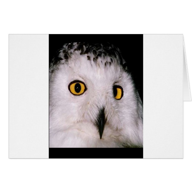 WHOOT OWL (Voorkant Horizontaal)
