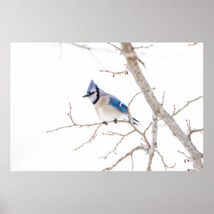 Wichita County, Texas. Blauwe gaai Poster