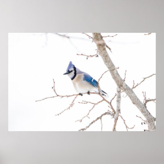 Wichita County, Texas. Blauwe gaai Poster (Voorkant)