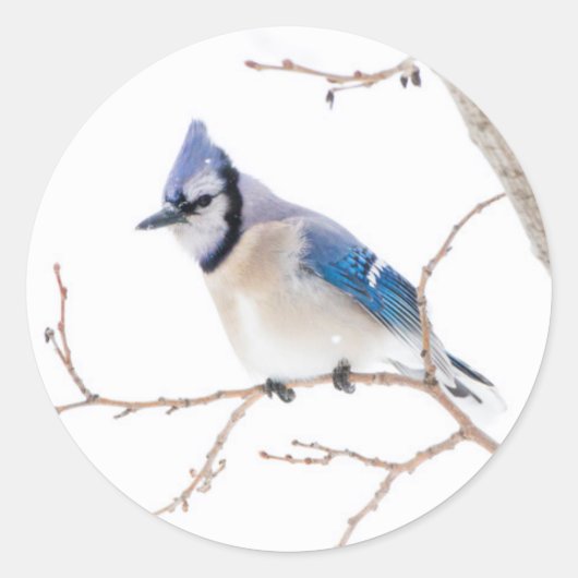 Wichita County, Texas. Blue Jay Ronde Sticker (Voorkant)