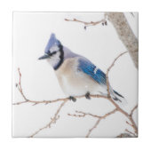 Wichita County, Texas. Blue Jay Tegeltje (Voorkant)