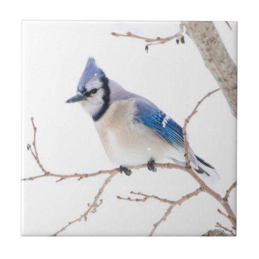 Wichita County, Texas. Blue Jay Tegeltje (Voorkant)