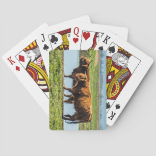 Wicken Fen-rundvee Pokerkaarten