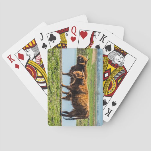 Wicken Fen-rundvee Pokerkaarten (Achterkant)