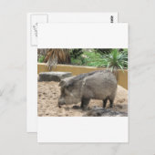 WID PIG BRIEFKAART (Voorkant / Achterkant)