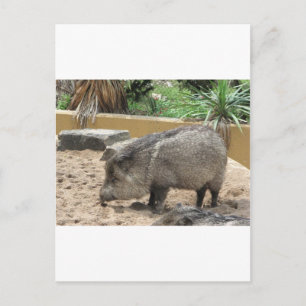 WID PIG BRIEFKAART