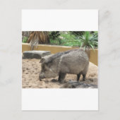 WID PIG BRIEFKAART (Voorkant)