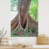 Wide tree roots Florida tree Poster (Keuken)