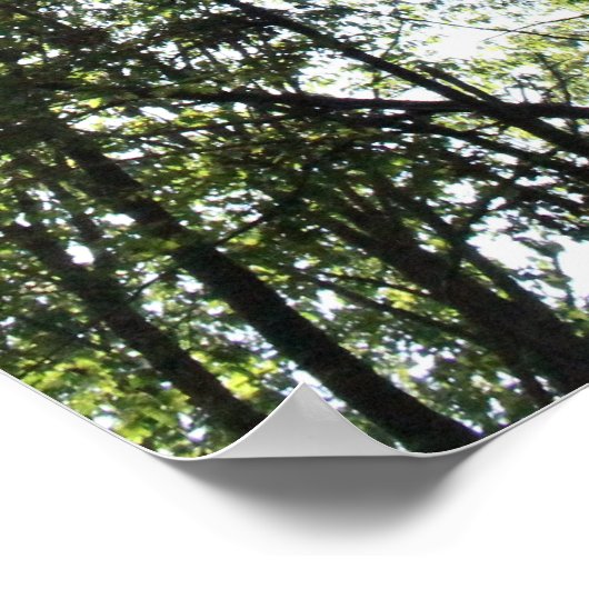 Widewater Trees in de zon Poster (Hoek)