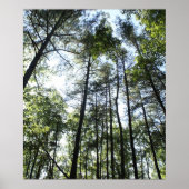 Widewater Trees in de zon Poster (Voorkant)