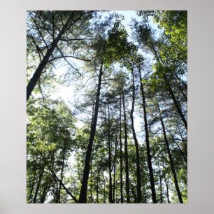 Widewater Trees in de zon Poster